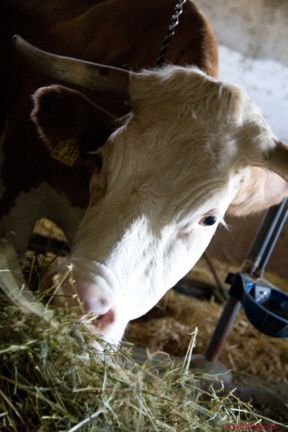 Bistecca alla fiorentina: 3 trattorie di Firenze dove la carne è una carezza