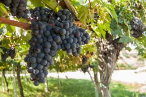 Regali San Valentino. Voucher per gustare Montepulciano fino a dicembre