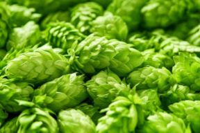 Perché si dice che la birra fa bene alla salute? Indizio: c’entra il luppolo