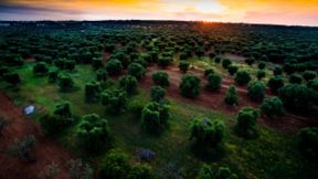Puglia. Se del pomodoro Fiaschetto di Torre Guaceto non sapete tutto, peggio per voi