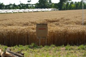 Mietitura: la festa del Grano Nostrum al Capodanno del Mugnaio